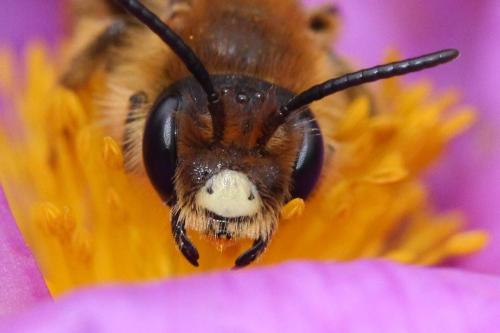 Andrena limbata